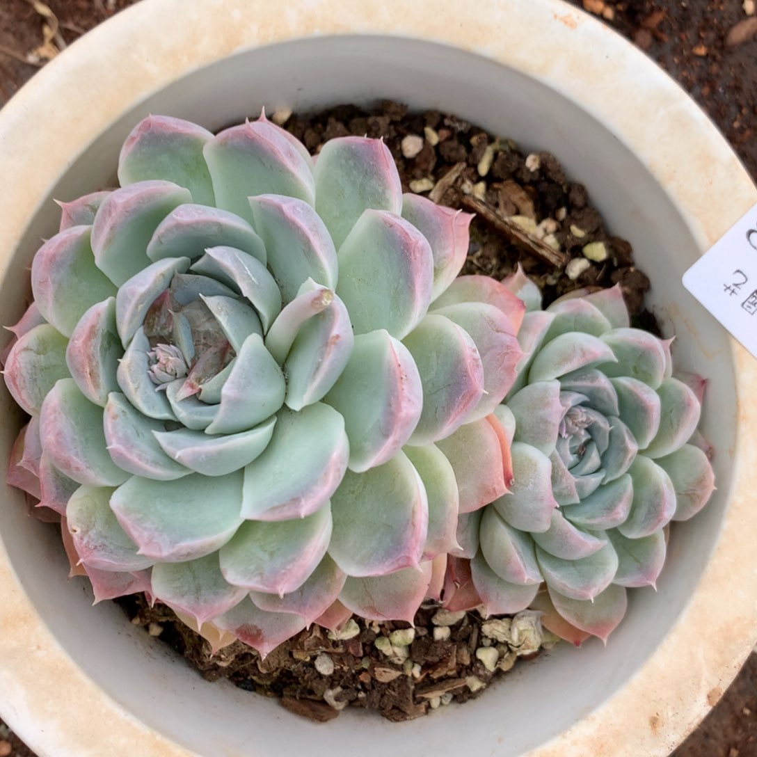 2198不包整散介意不拍13厘米