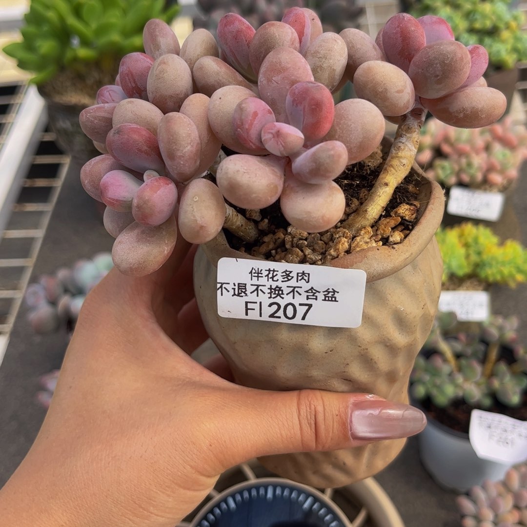 207-糖果桃蛋多肉11cm