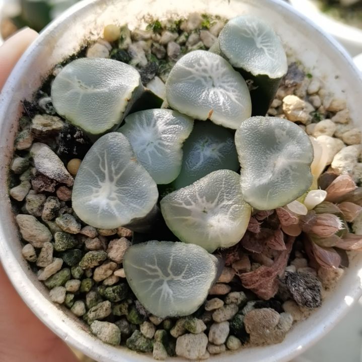 望乡万象一物一拍带盆土发货