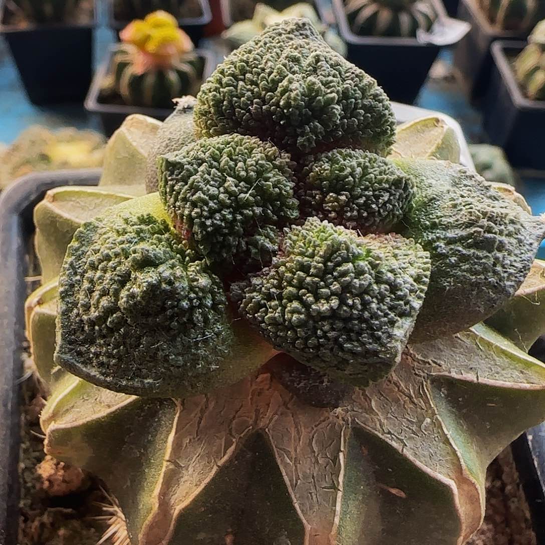 菜花421密尤的的