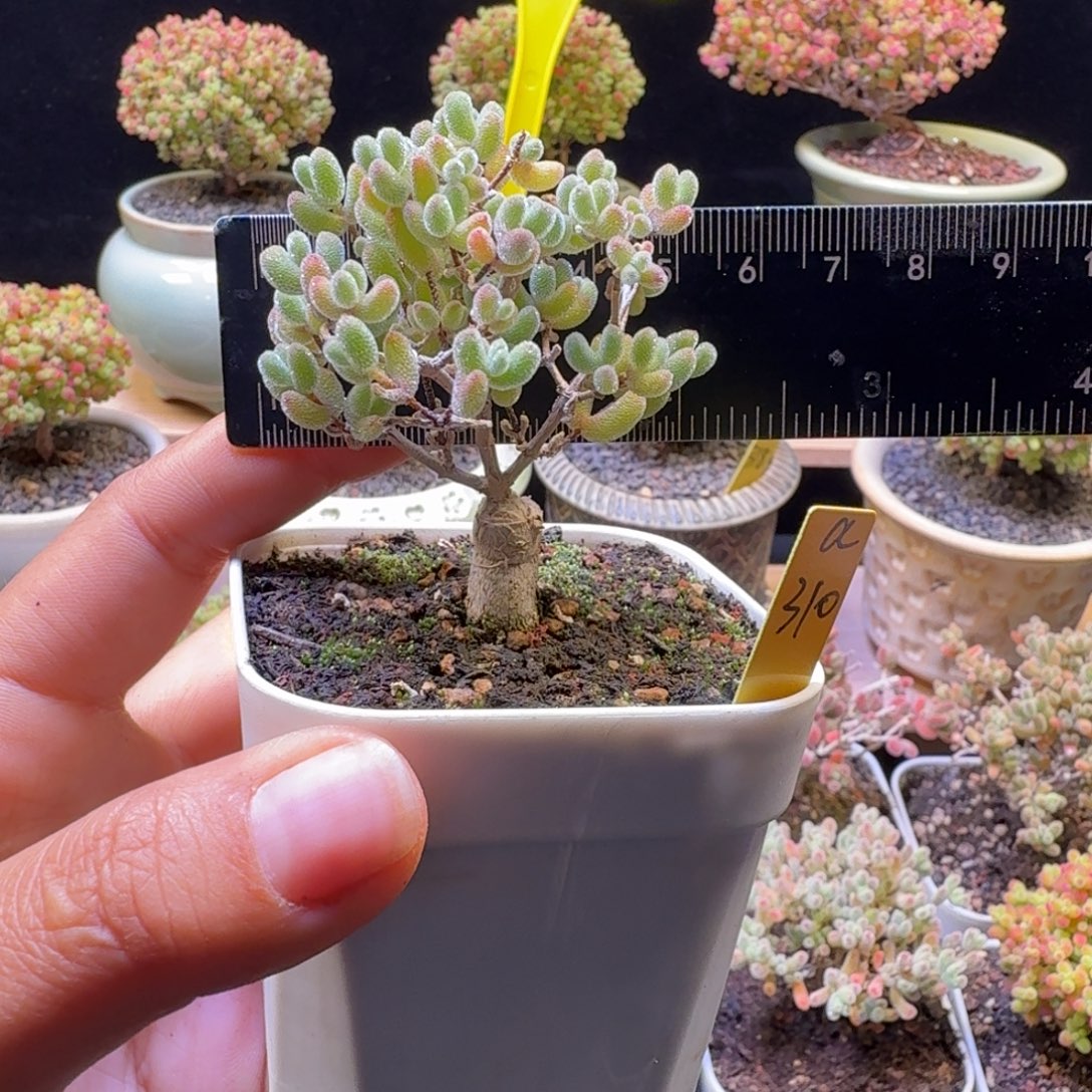 a310号嫁接冰晶冠服6厘米左右