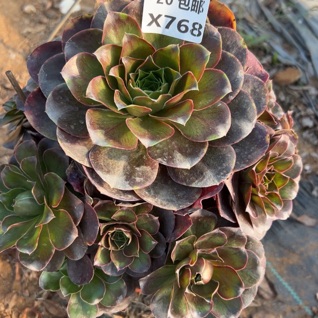 768魅金，满20包邮嘟叮熊