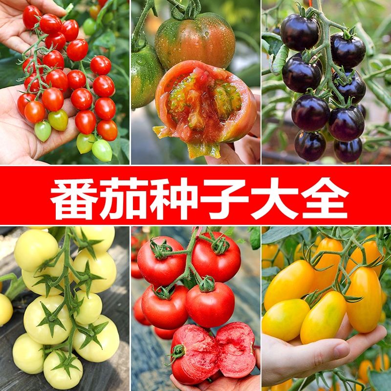 西红柿种子番茄种籽圣女果黑珍珠黄红紫阳台蔬菜盆栽蕃茄简单春季