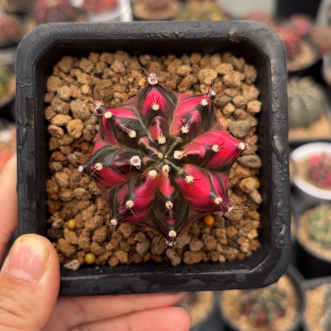 泰系米哈仙人球280