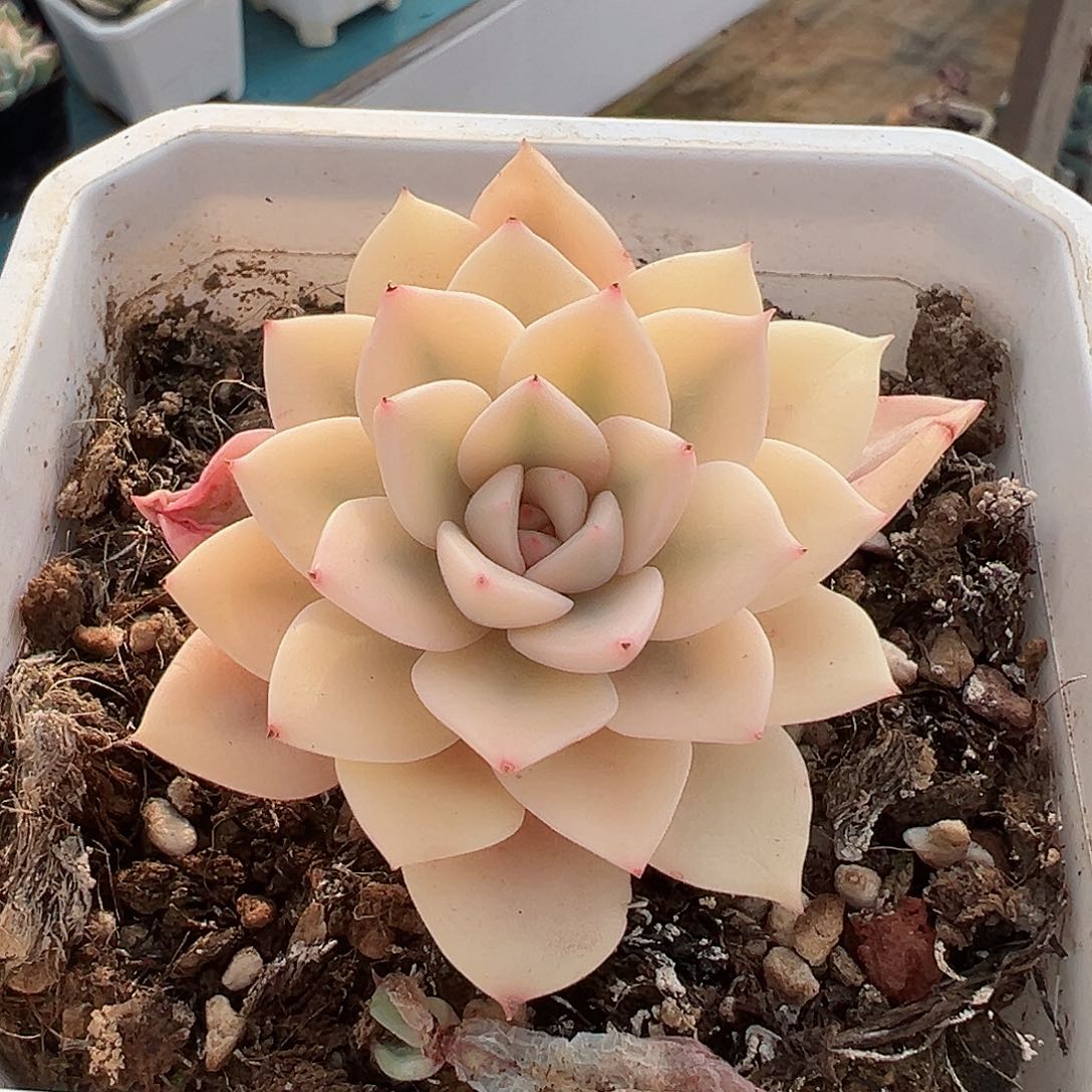 红粉佳人锦超宽一线天覆轮锦