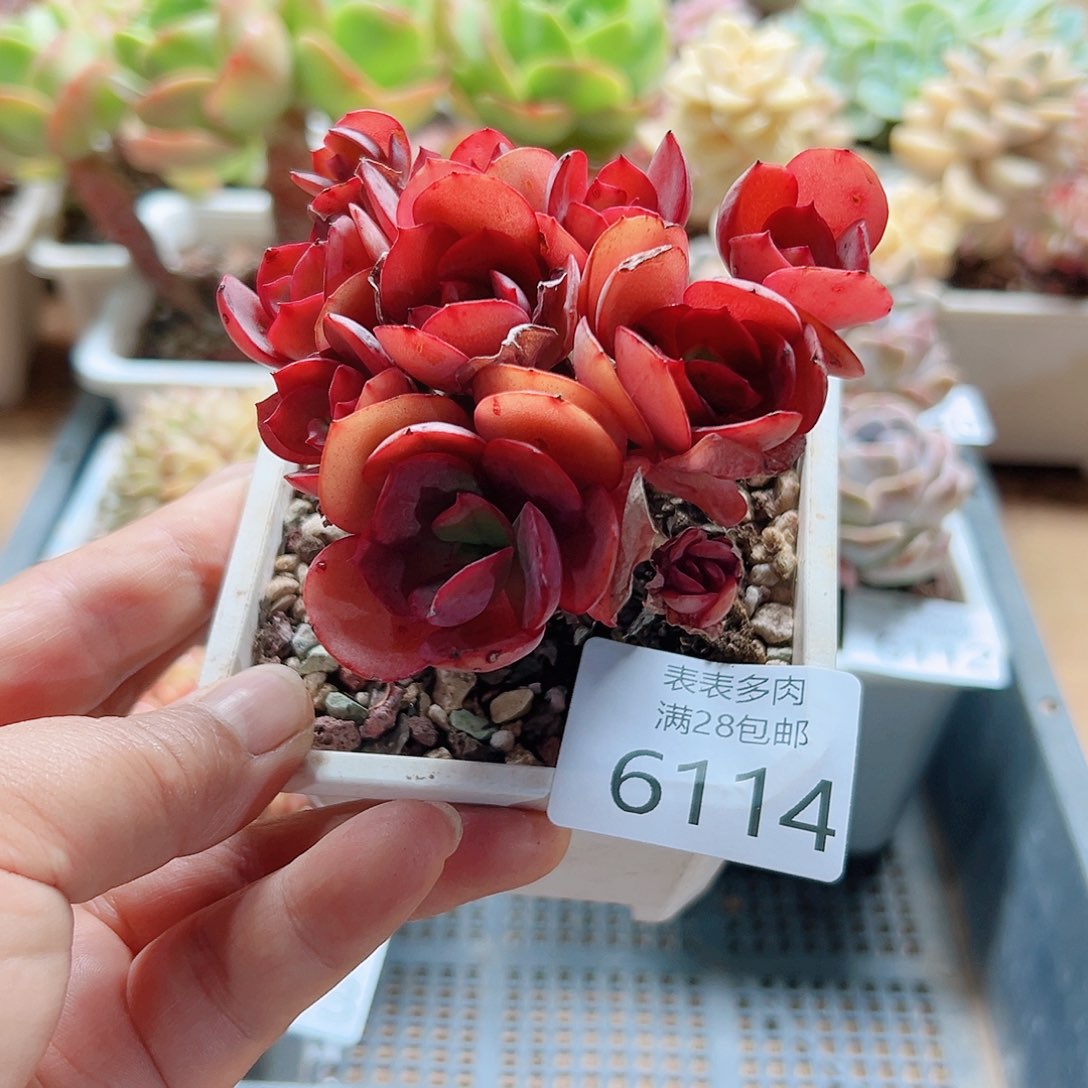 多肉一物一拍6114