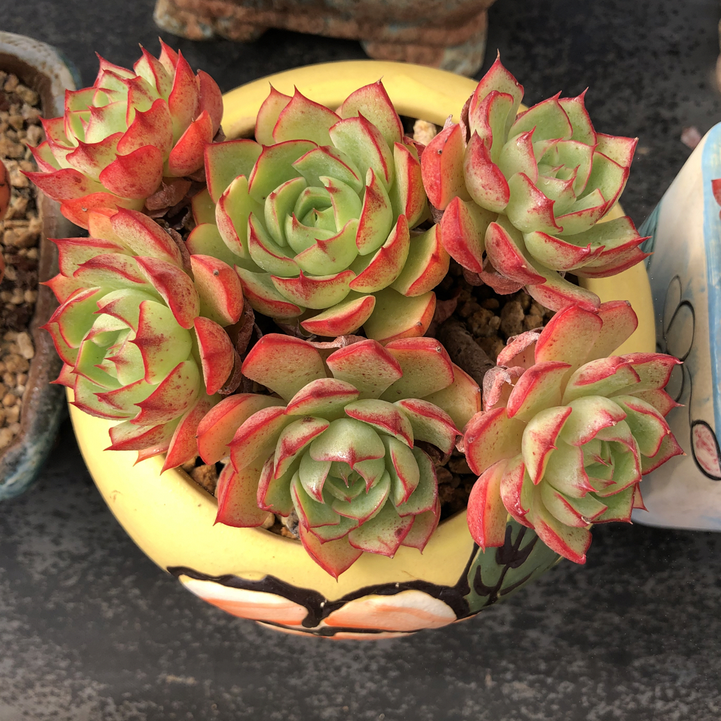 红色边线杂交老桩多肉