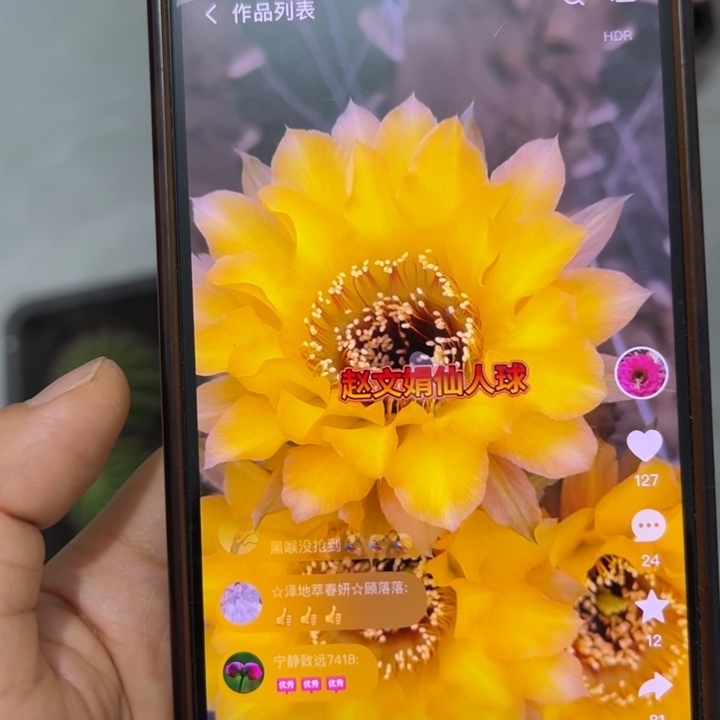 仙人球侧芽歪cc181