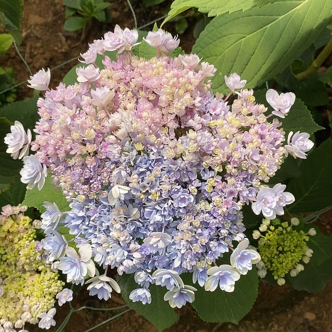 馒***。29号绣球/有色差介意勿拍/3单冷链包邮/偏远补运费发德邦