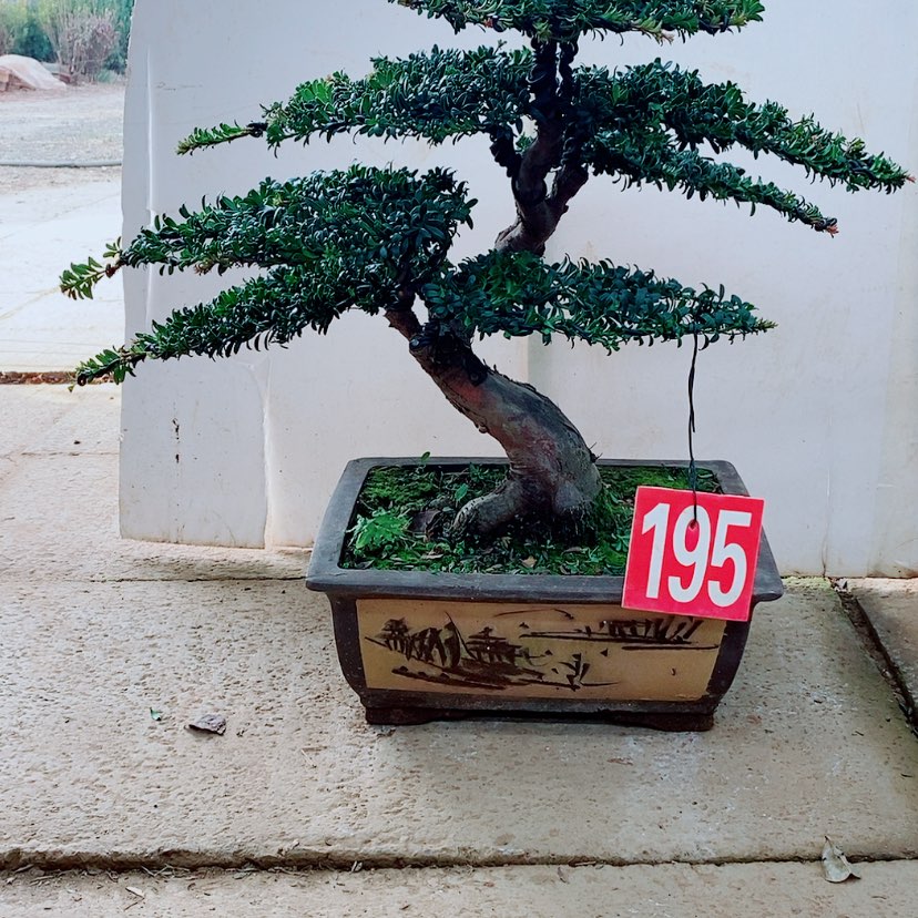 【闪购商品】罗汉松