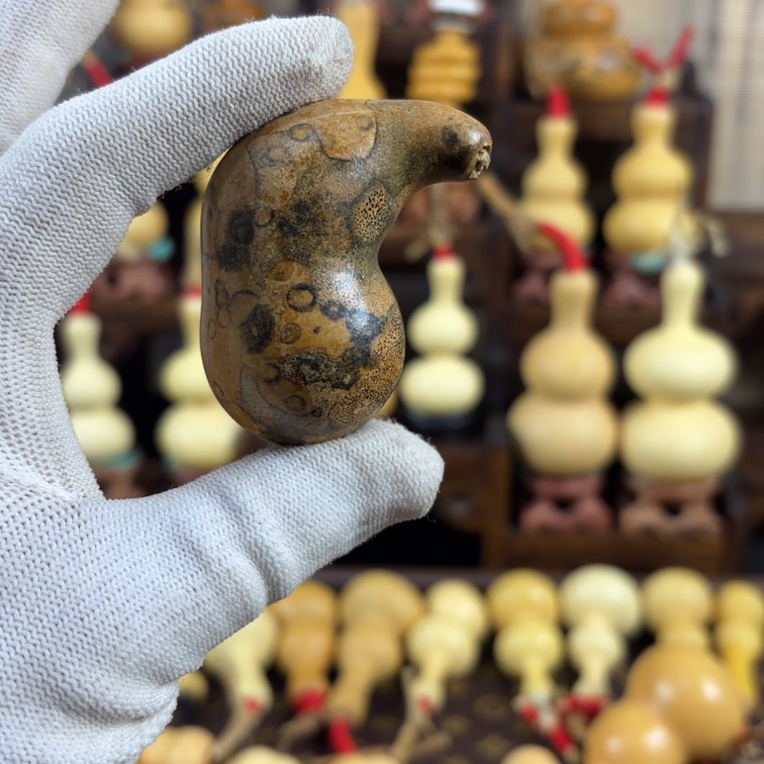 花皮小猪厚皮响耔看好拍