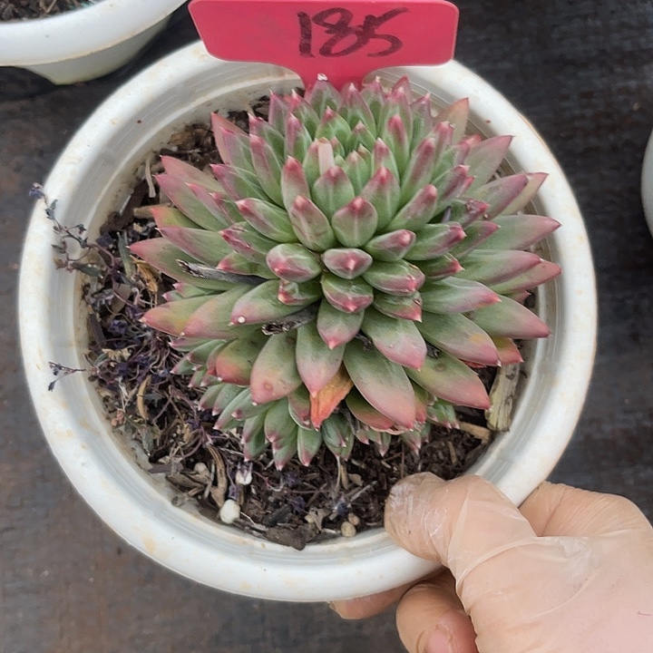 云***62单包邮，一物一拍185