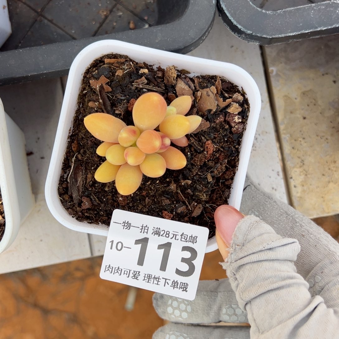 金蟾多肉多肉多肉多肉多肉多肉