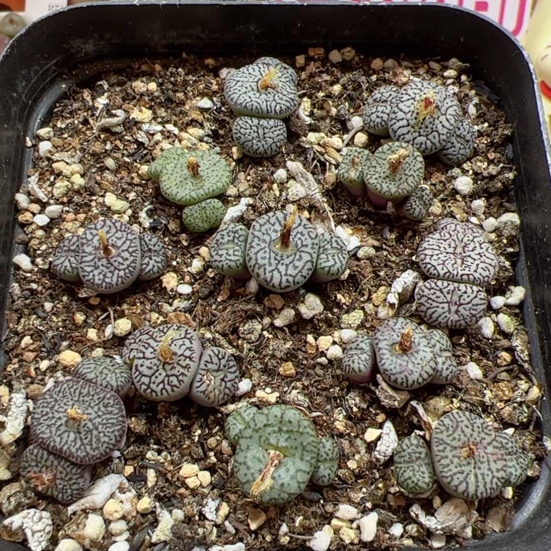 【闪购商品】308 年终清盒