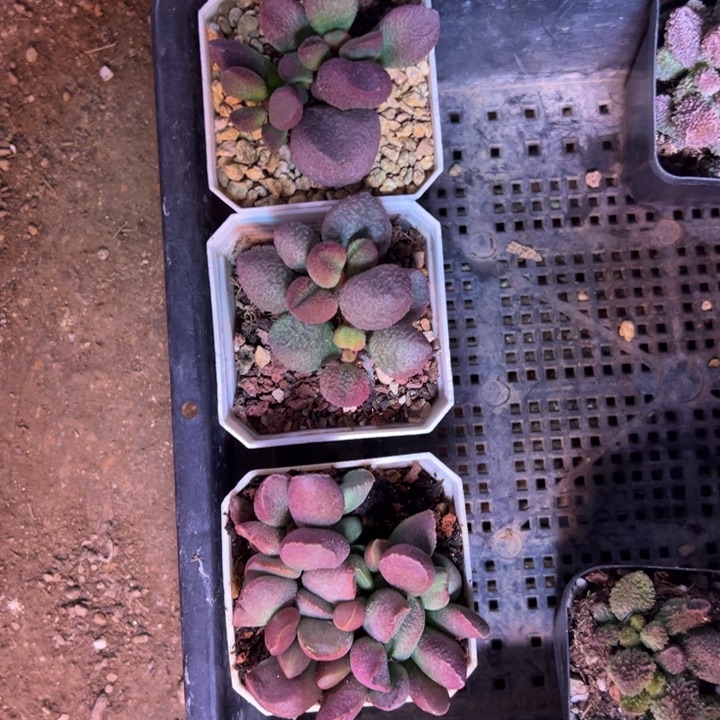 小***祥         吉祥如意。  