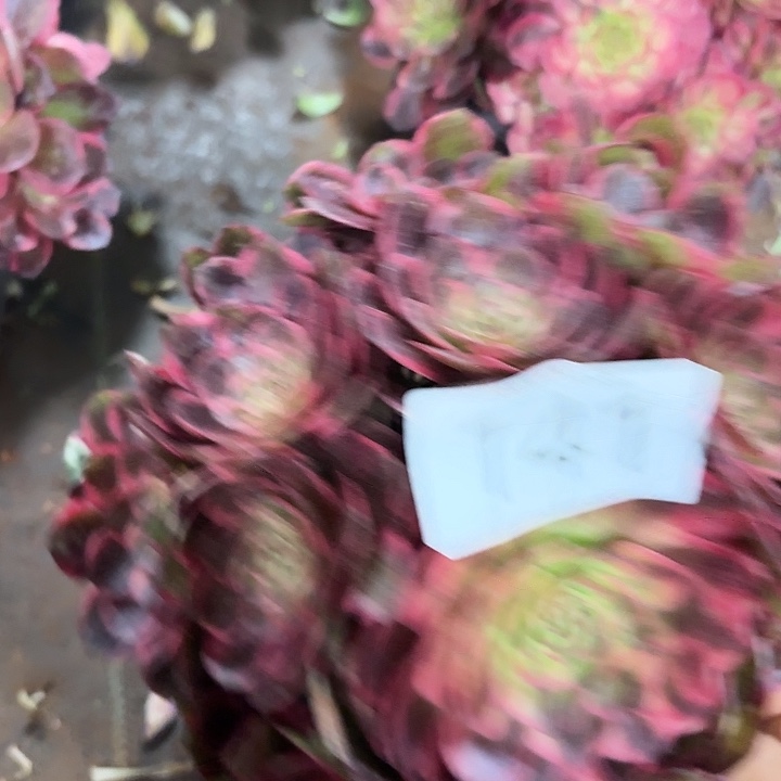多肉植物福利141 