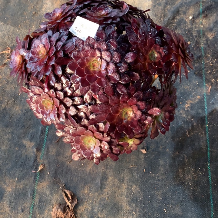 小***锦746黑铜多肉植物特价