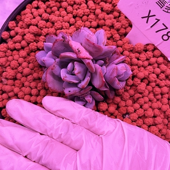 我是第一百个为妖刀应援的阴阳师