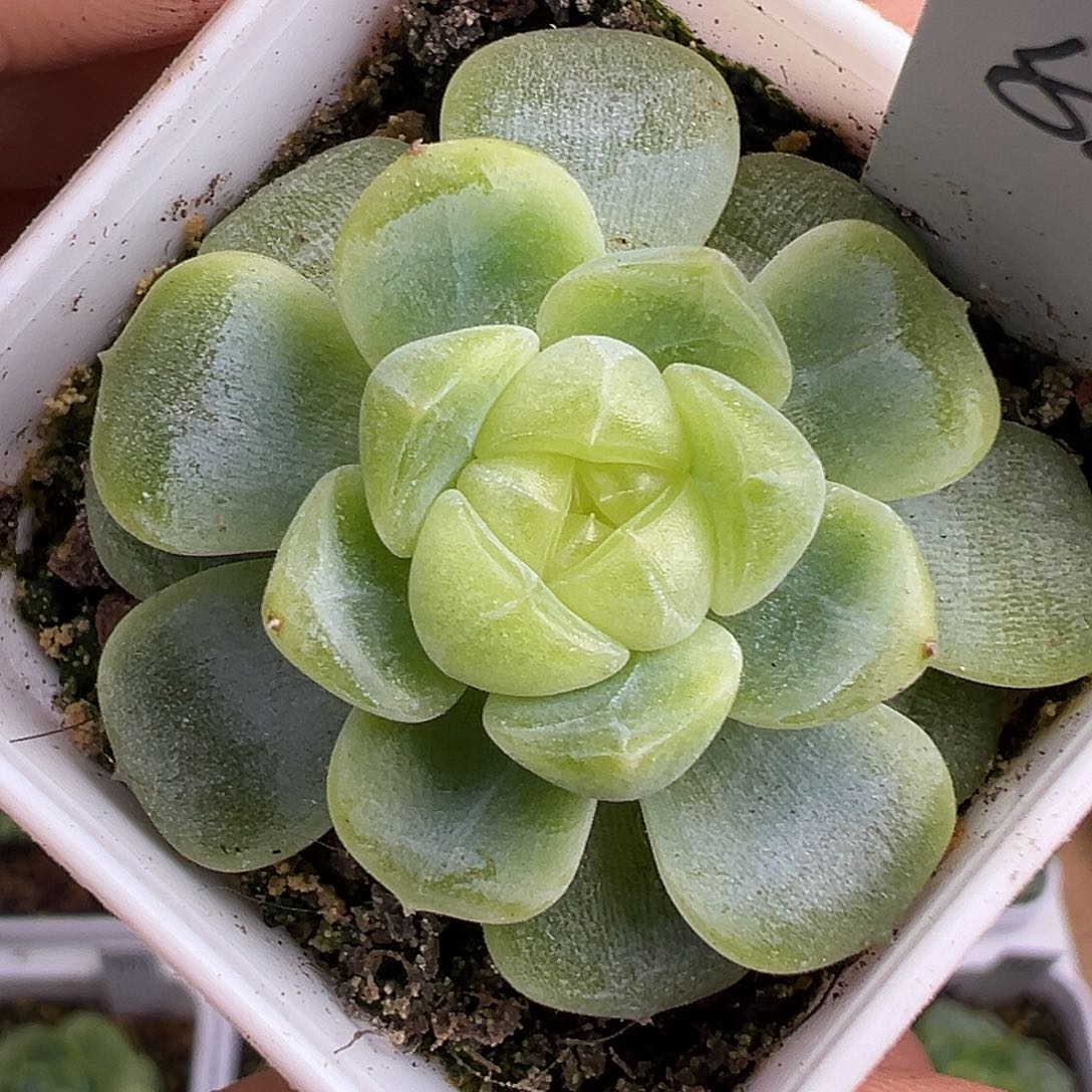 童话甜心P88。     
