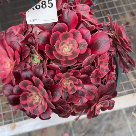 685美杜莎23厘米左右