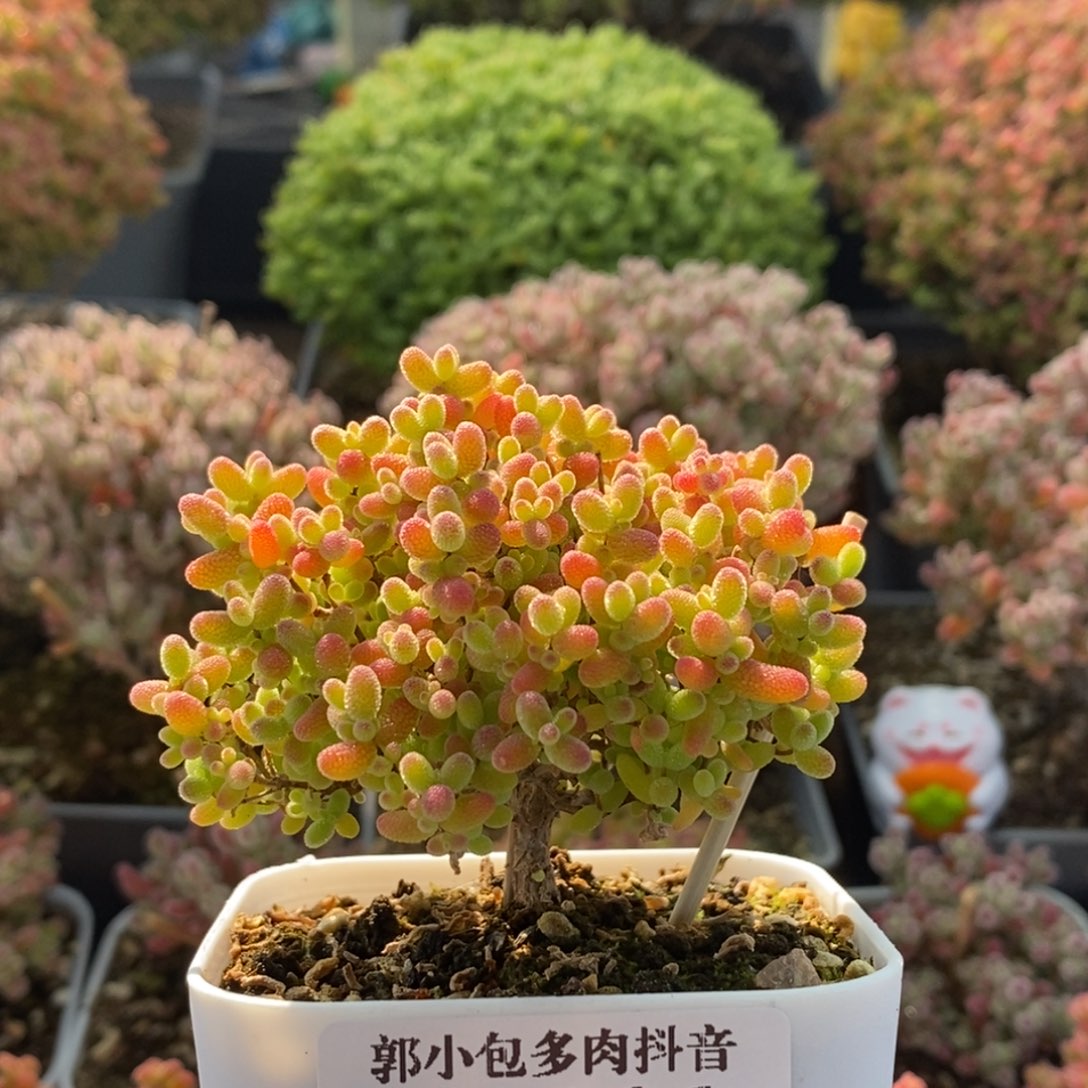 蜜橘糖球446枝干番杏