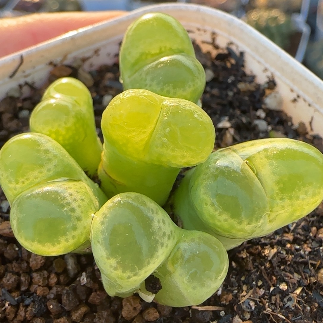 绿眼睛风铃多肉植物百科
