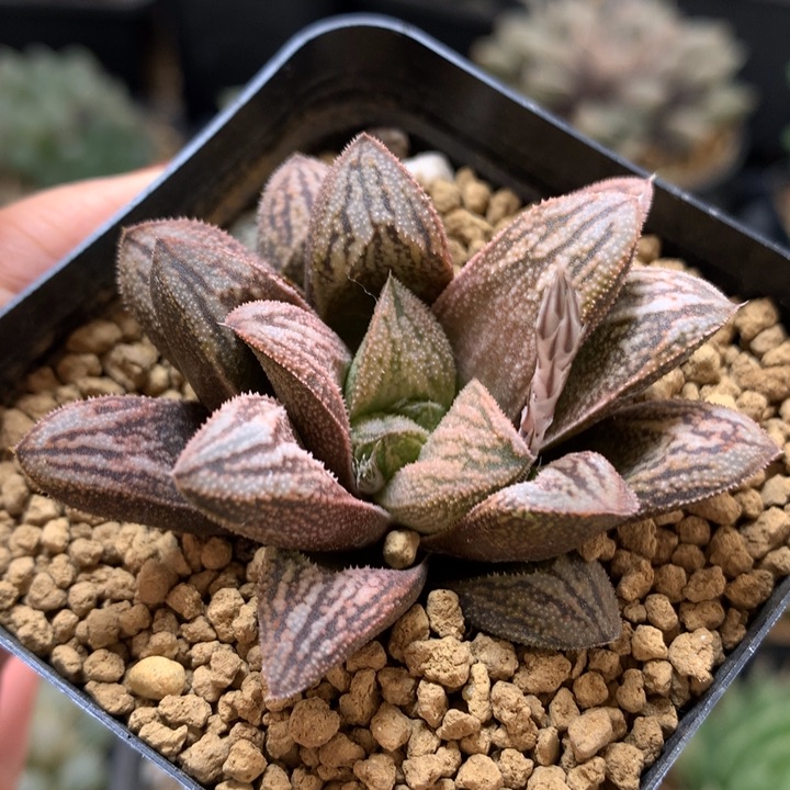 白蛇带盆土发货带盆土