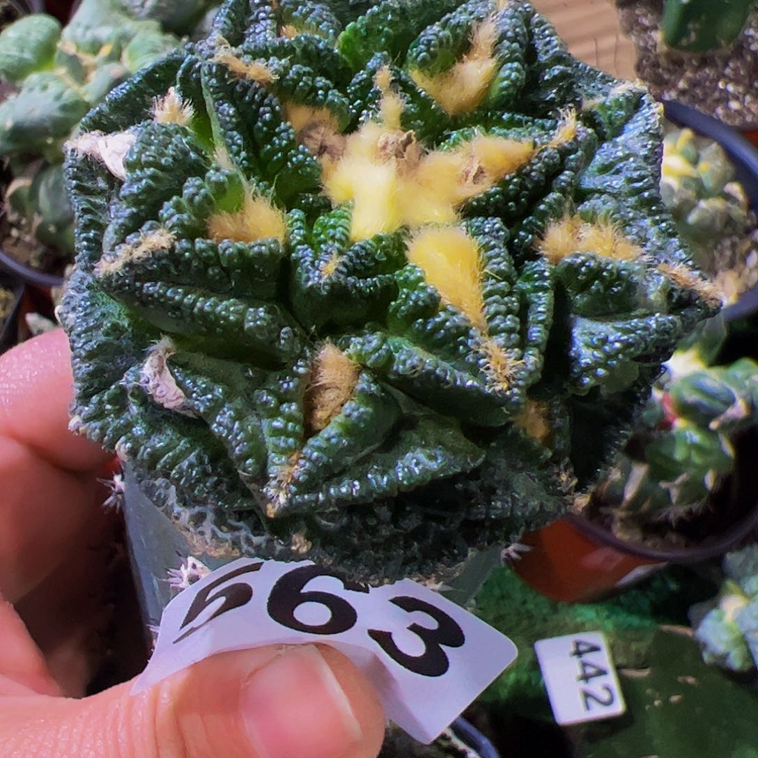 无花朵深隔尤辛顿牡丹563