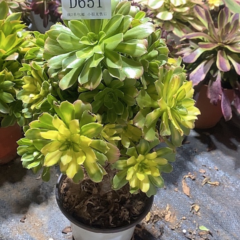 651霓裳多肉法师锦