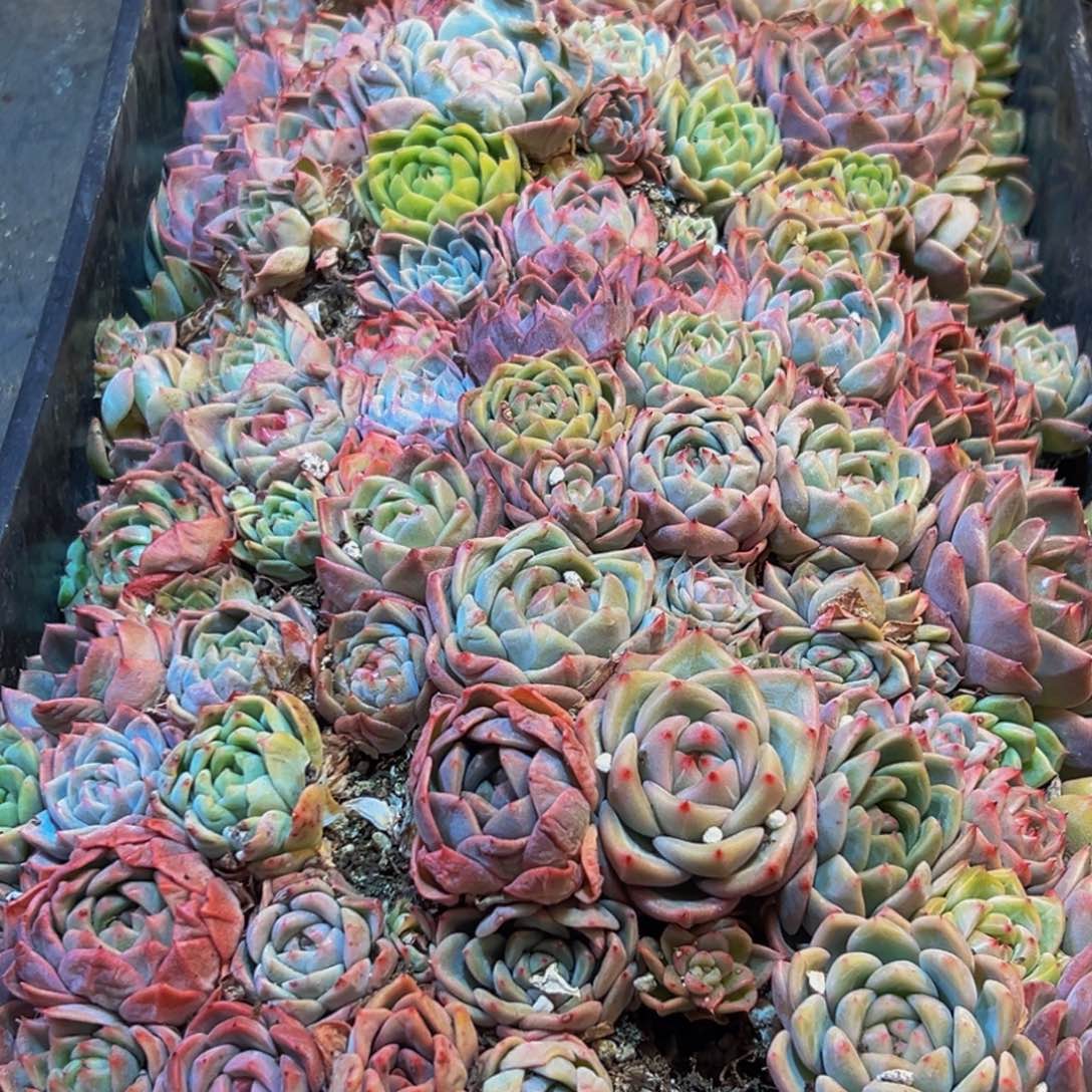 642多肉葡萄的味道是真的好吃