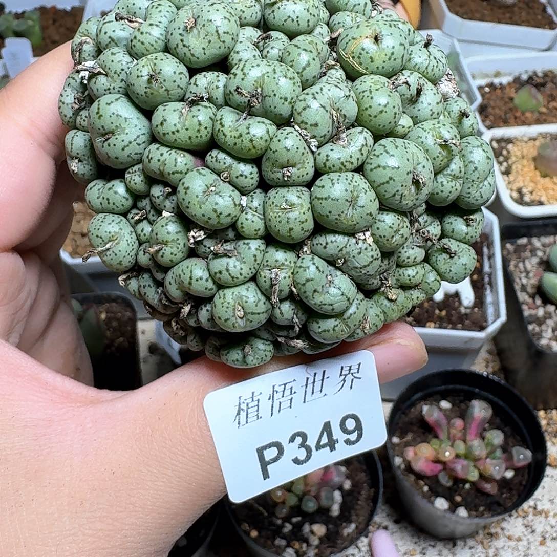 349号多肉植物哇c g b