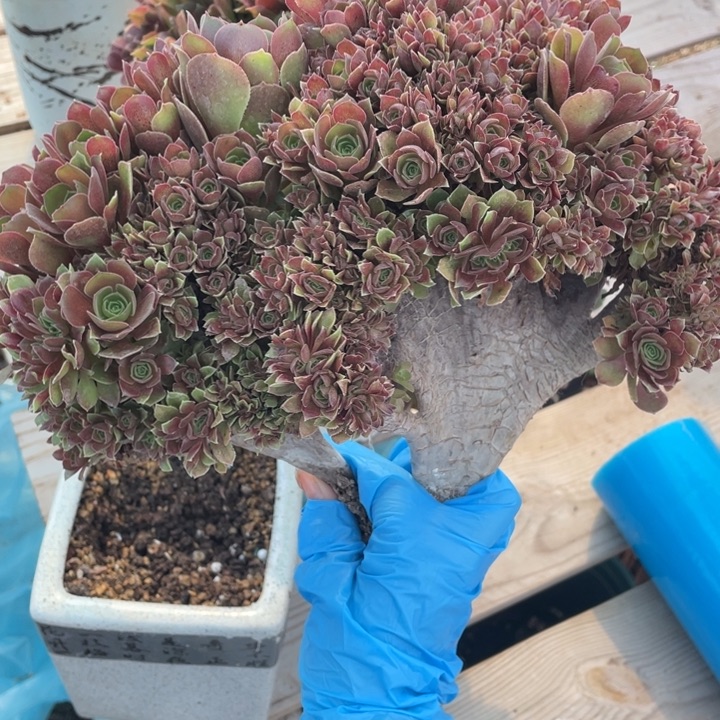 多肉葡萄和坚果的味道很好吃的一