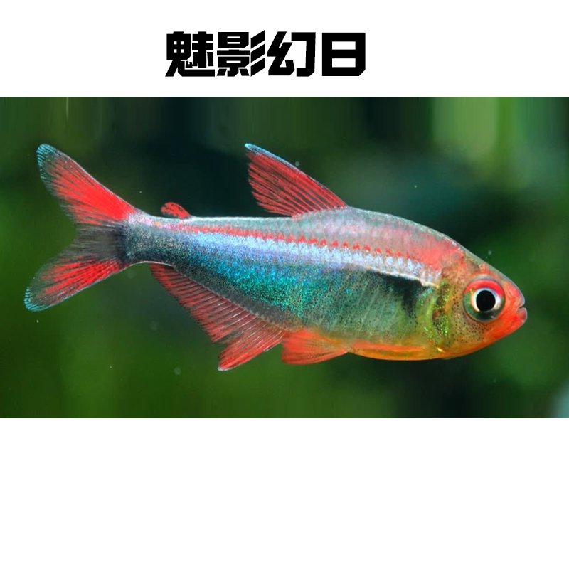 【魅影幻日帝王】F1灯科鱼鱼小鱼观赏鱼孔雀鱼红火蚁