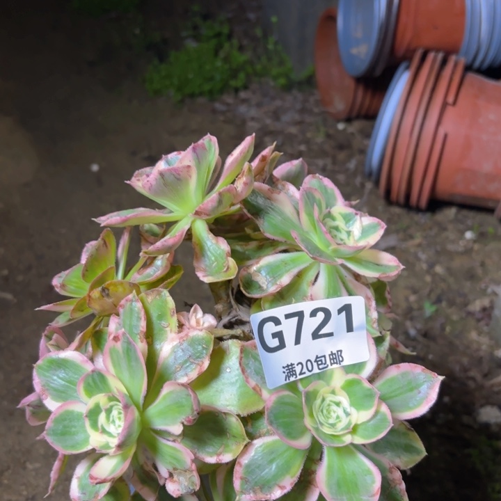 瑞妈多肉1.30.721