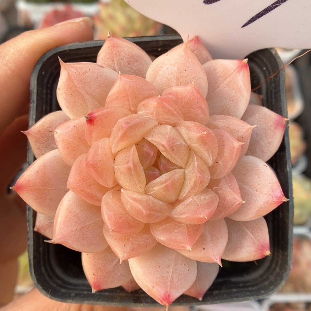 粉透心珍妮可拍361号。