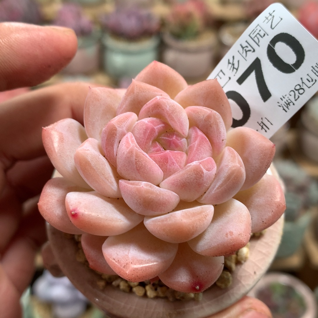 小尾巴多肉园艺迷你拇指盆栽A070