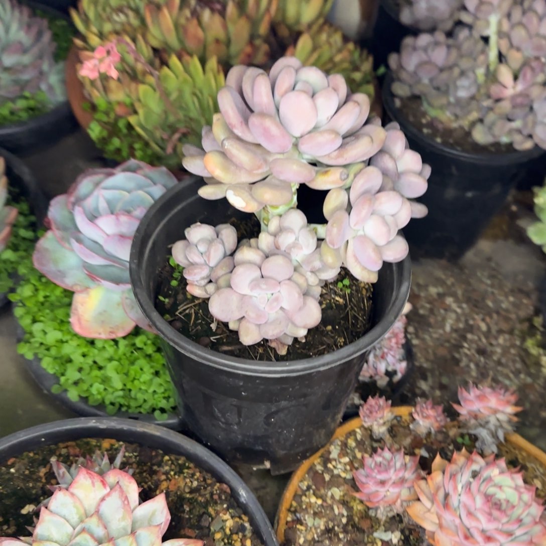 多肉植物多肉植物