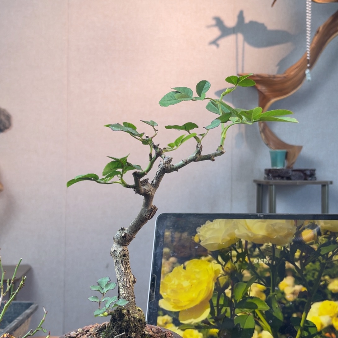 一***壮少量花朵（建议范围：2朵-5朵 或40%以下）