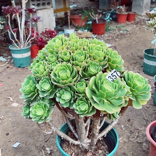 357绿羊绒老桩法师