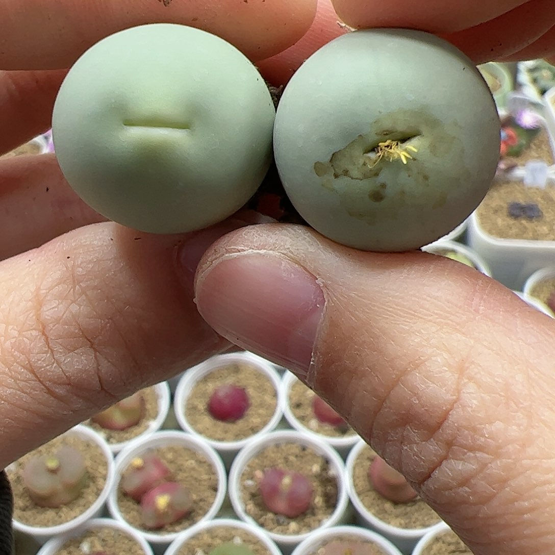 【闪购商品】202 秒