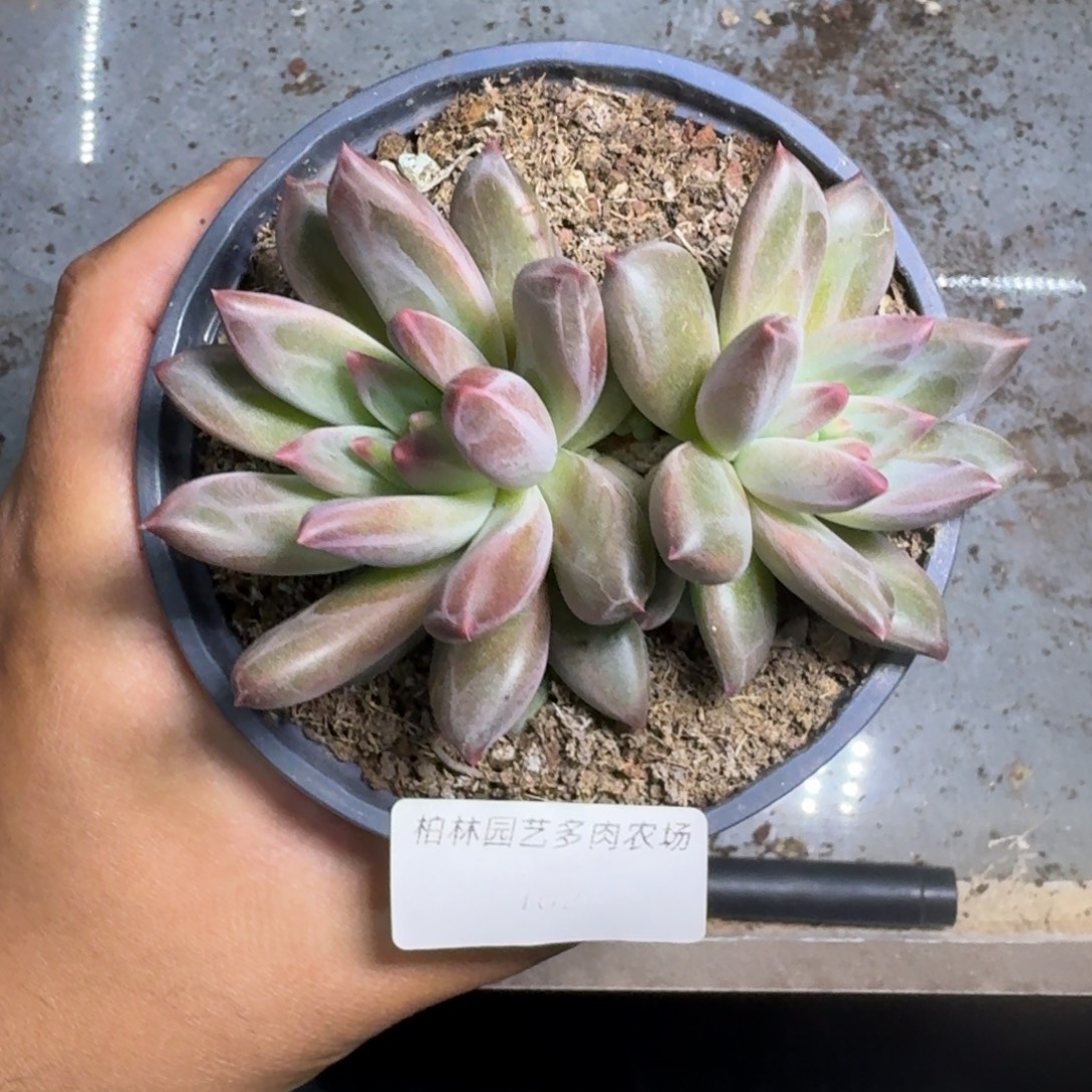 162 美人杂交 一物一拍