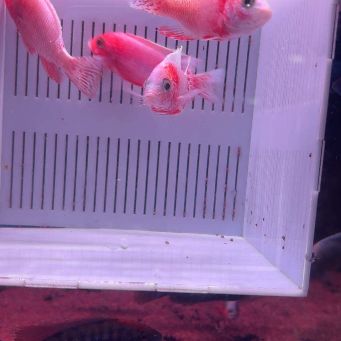 慈鲷鱼直播福利34号火焰红4条其中备损1条