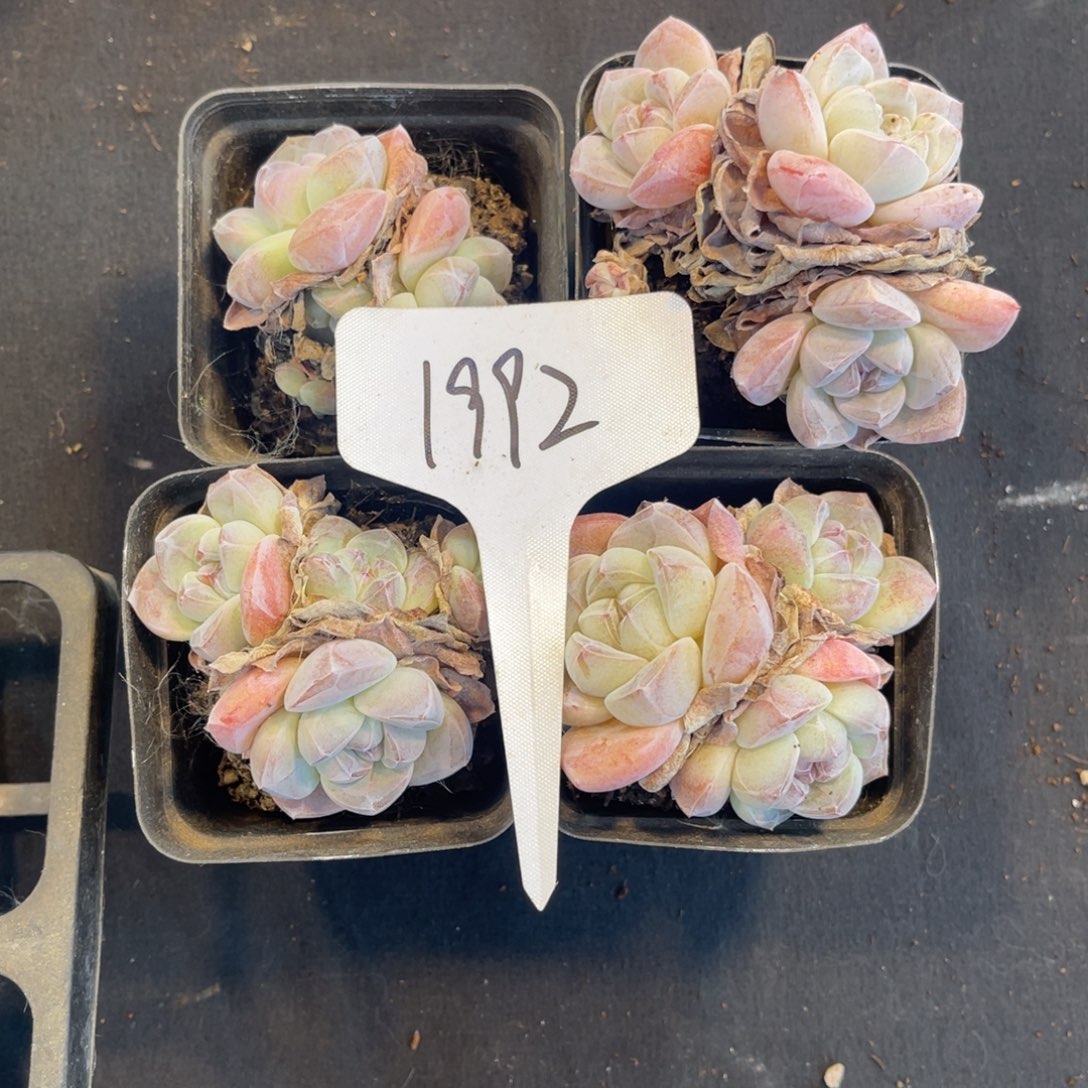 老阿姨花卉一物一拍1992