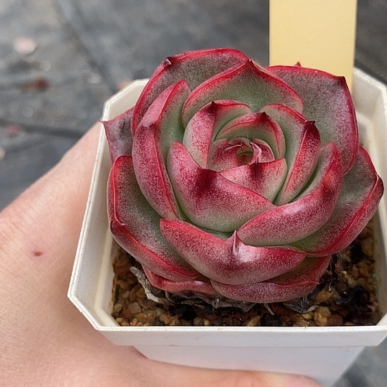l**a181多肉植物老桩
