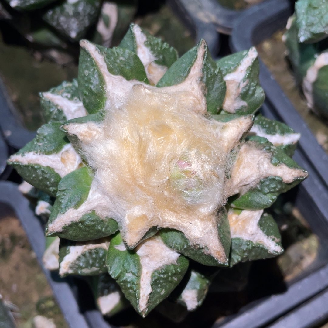 雪顶螺旋龟甲牡丹 仙人球