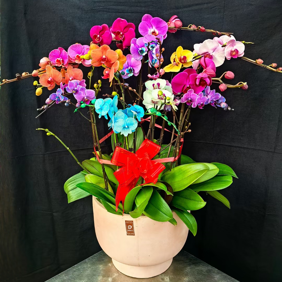 10颗彩花组合蝴蝶兰年宵花 含马卡龙盆栽陶瓷盆 高60-70cm送货上门