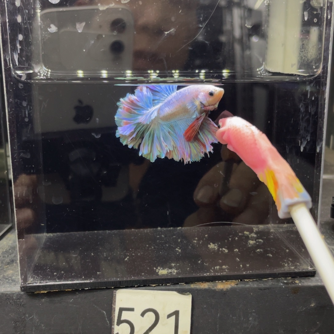 纯***鸦斗鱼哈啊哈哈哈哈521