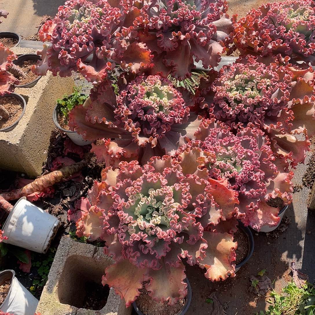 月***安A10包菜系列多肉植物带赠品7棵