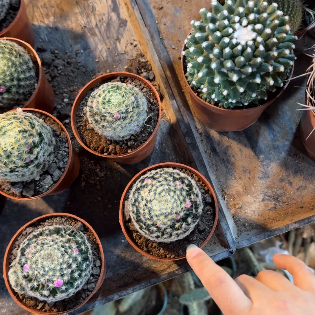 ～****可口可乐可口可乐