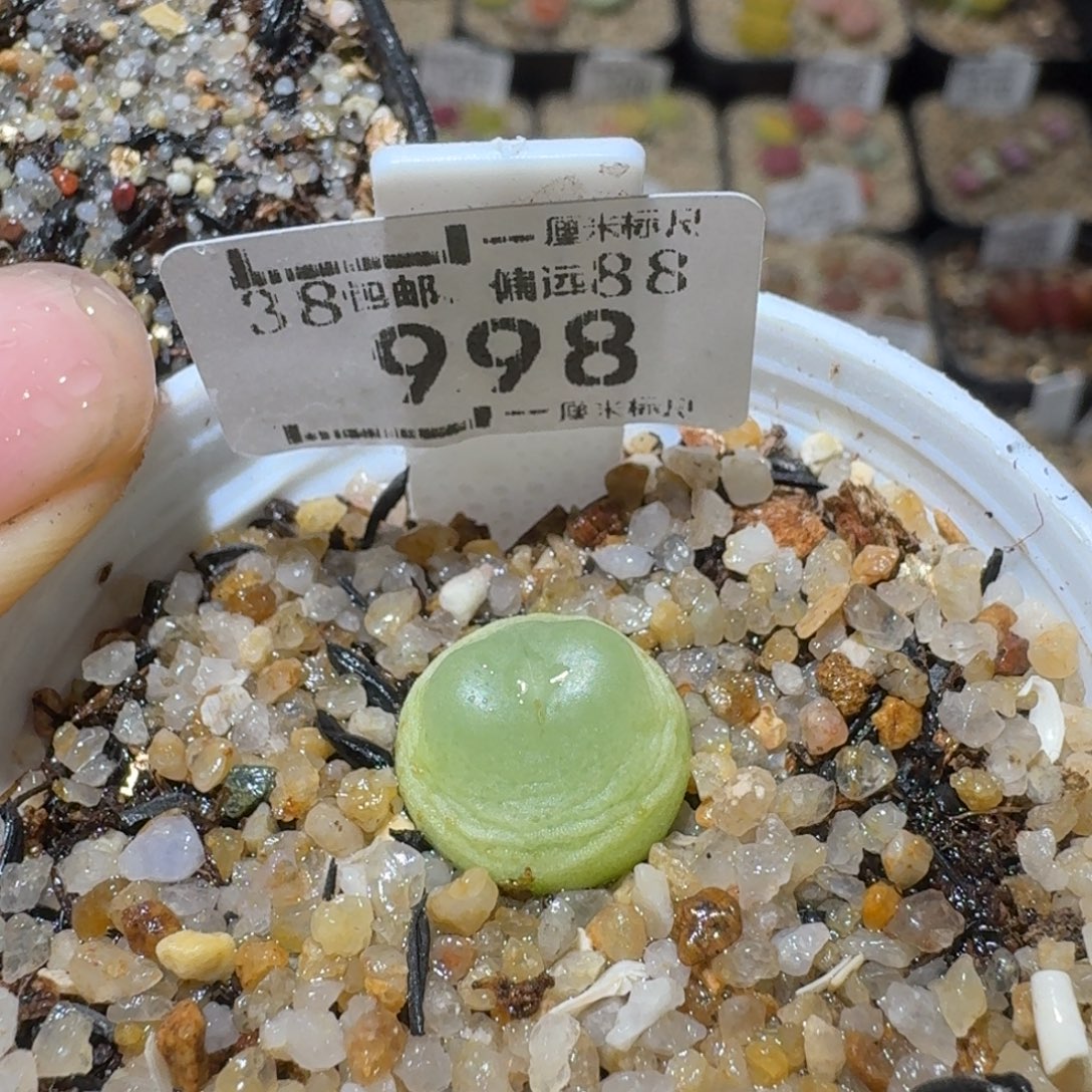Sss清仓便宜出998